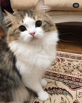 ABOUT PARENT | princecoco